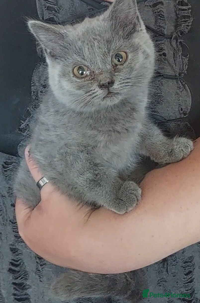 British Shorthair cats  😻 British Shorthair Kittens READY NOW 😻 - Advert 1