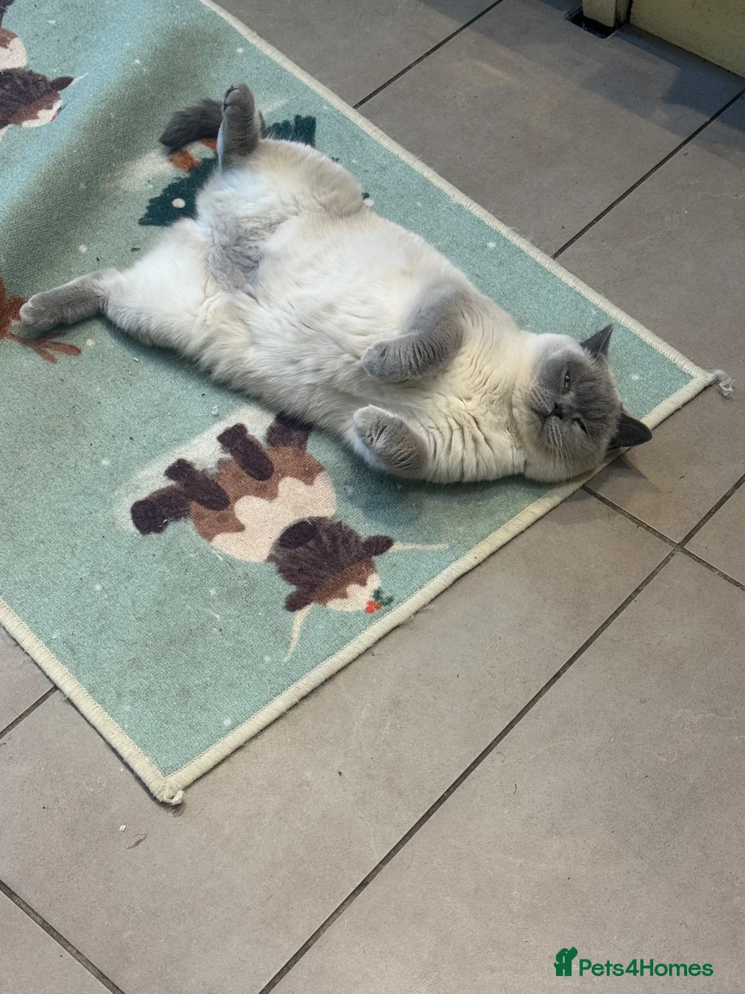 British Shorthair cats for sale: Rehoming Sisu  - Advert 1