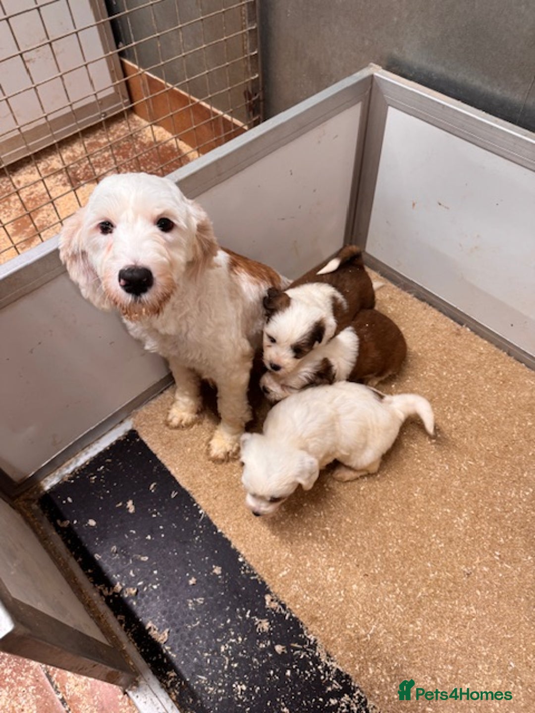 Tibetan Terrier dogs for sale: Araki Tibetan Terriers for Sale - Advert 11