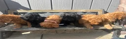 Cockapoo dogs for sale: Cockapoo - Advert 14