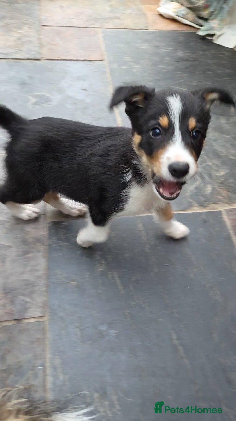 Border Collie dogs Quality Border Collie puppies  - Advert 2
