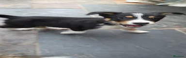 Border Collie Puppy 2