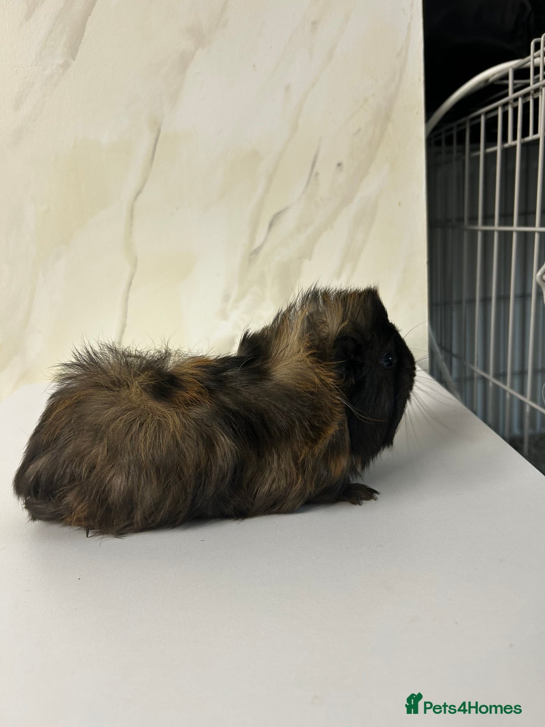 Guinea Pig rodents for sale: 1 boar for sale - Advert 3