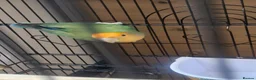 Lovebirds birds for sale: Single Female Lovebird in London - Advert 3