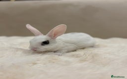 Rex rabbits for sale: Beautiful Mini Rex available to reserve🏡🤍 - Image 5