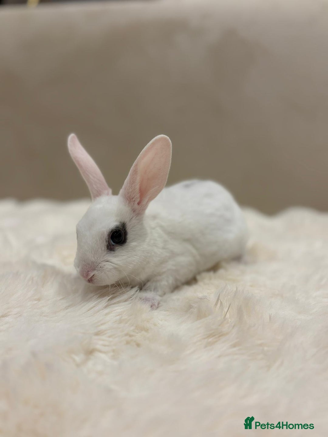 Rex rabbits for sale: Beautiful Mini Rex available to reserve🏡🤍 - Image 5