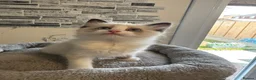 Ragdoll cats for sale: Stunning Ragdoll kittens - Advert 24