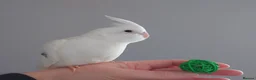 Cockatiels birds for sale: Hand reread silly tame DNA sexed baby cockatiels  - Advert 8