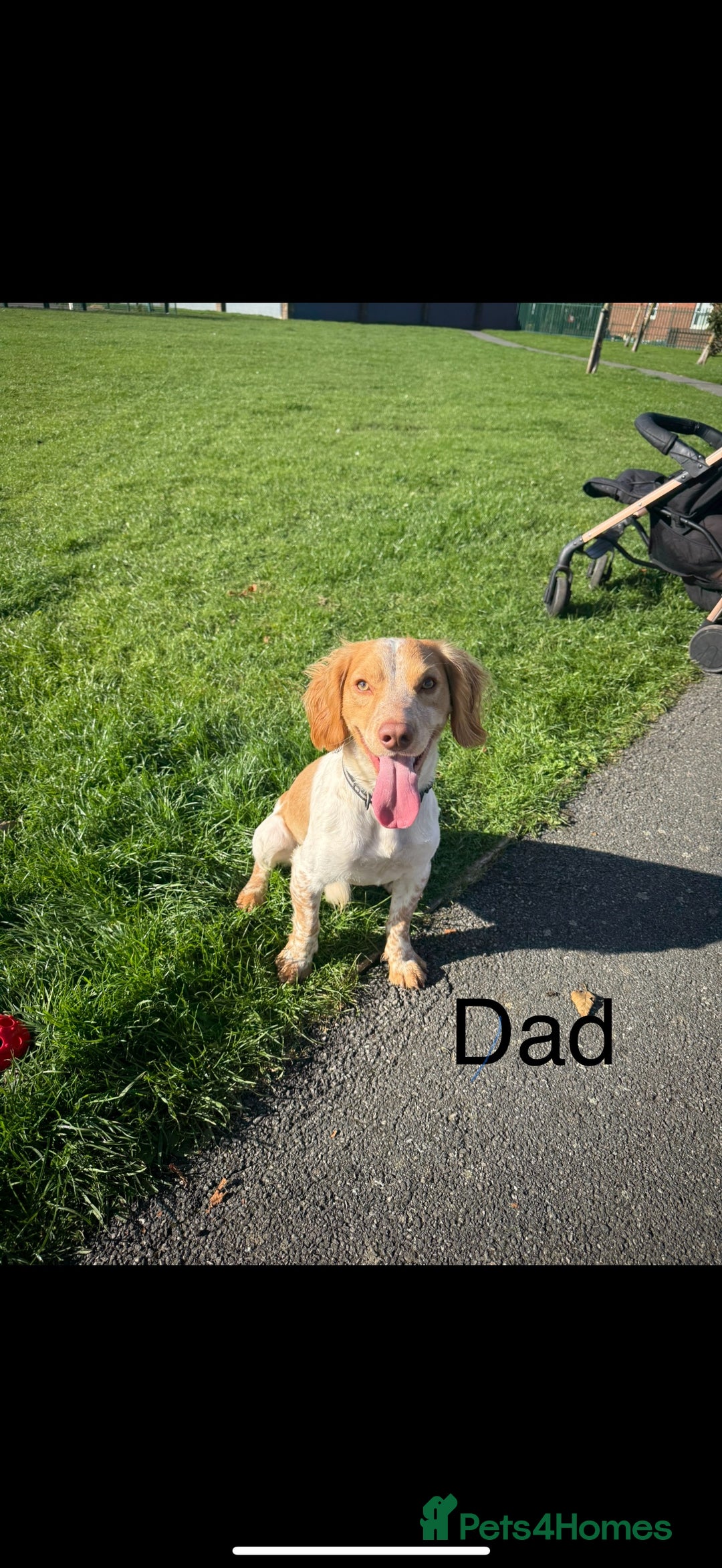 Cocker Spaniel dogs for sale: REDUCED💵cocker spaniel puppies 🩷💙 - Advert 4