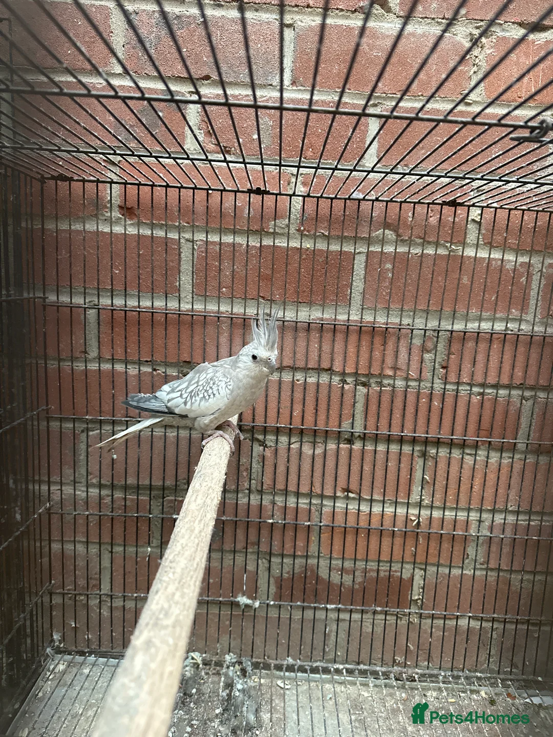 Cockatoo birds for sale: Proven breeding pair of Cocktail - Advert 5