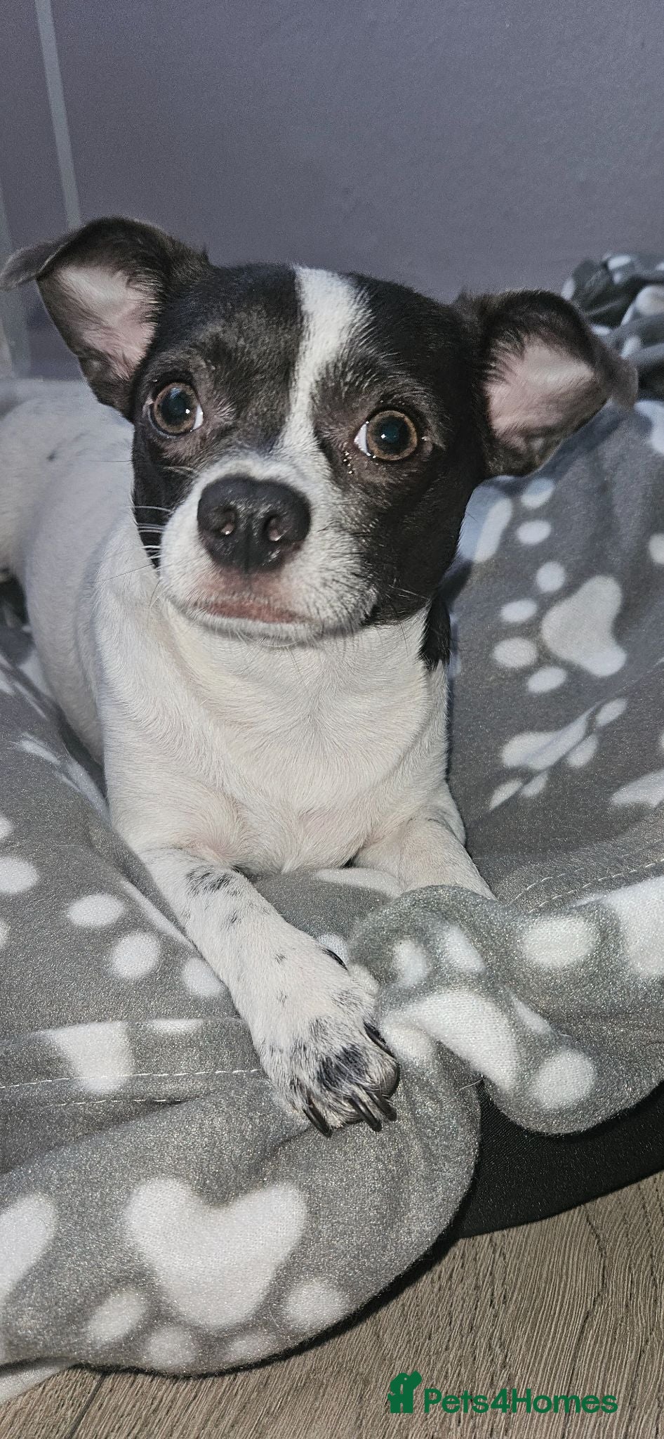 Jack Chi dogs Dog chihuahua  - Advert 1