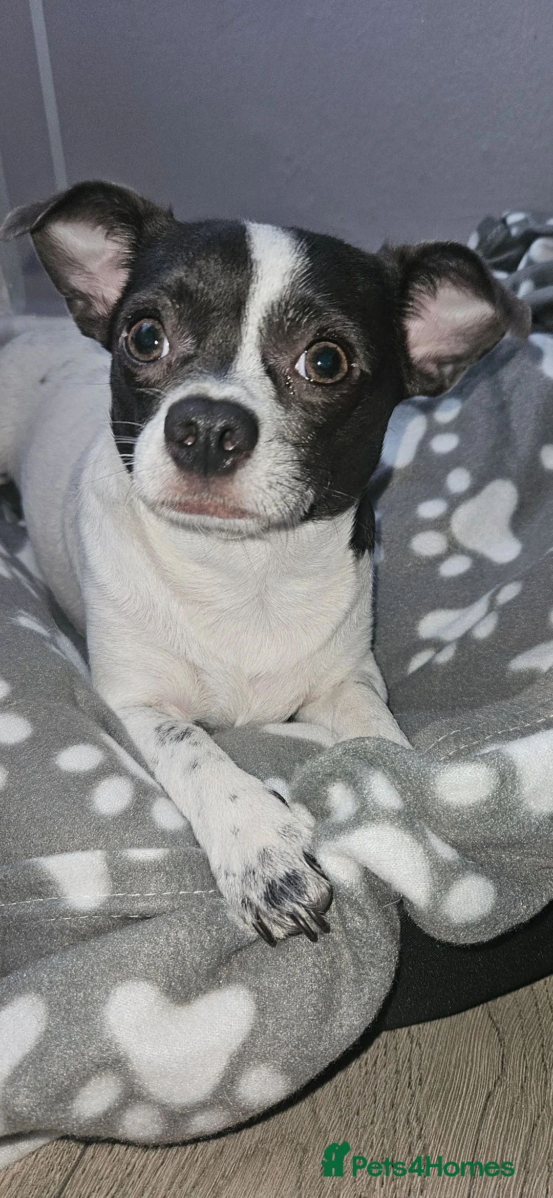 Jack Chi dogs for sale: Dog chihuahua. - Advert 1