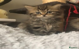 Scottish Fold cats for sale: STUNNING KITTENS FOR SALE! - Image 2