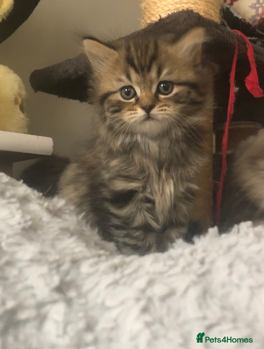 Scottish Fold cats for sale: STUNNING KITTENS FOR SALE! - Image 2