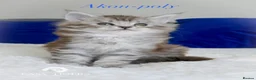 Maine Coon cats for sale: Stunning polydactyl Maine Coons Tica registered  - Advert 9