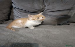 Persian cats for sale: Persian Kittens - Image 11