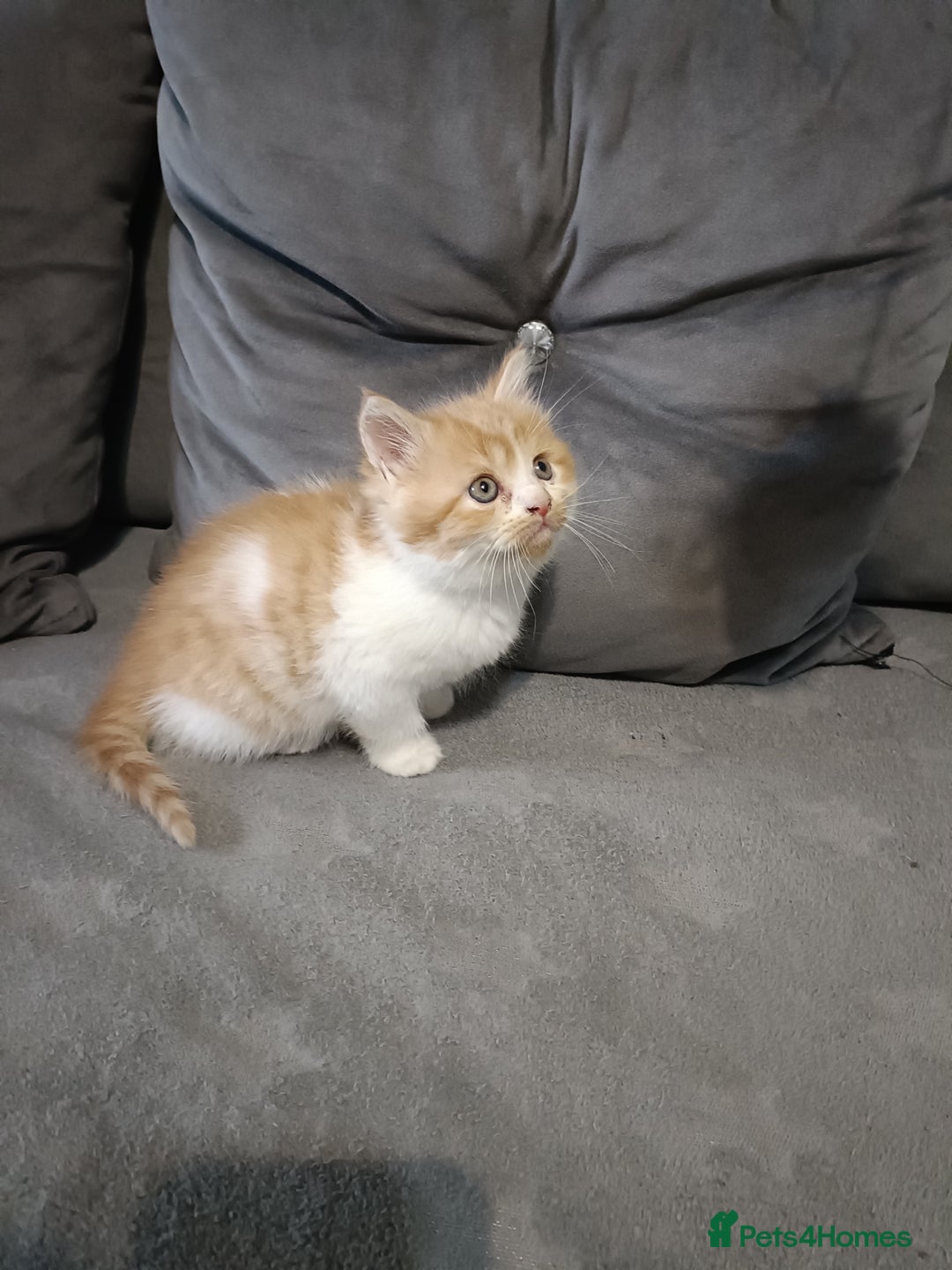 Persian cats for sale: Persian Kittens - Image 11