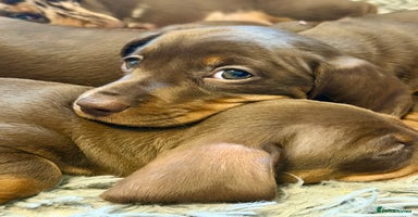 Miniature Dachshund dogs - Advert 3