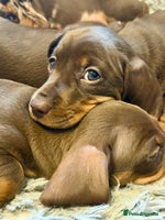 Miniature Dachshund dogs - Advert 10
