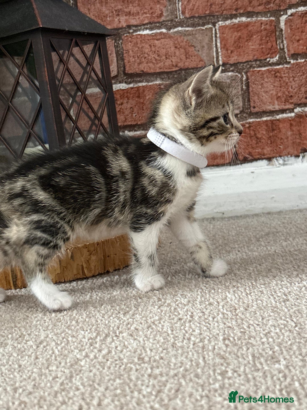 Mixed Breed cats for sale: 5 ADORABLE KITTENS 🐈1M/4F Ready For Reservation😺 - Image 7