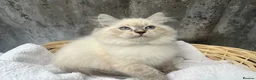 Siberian cats for sale: 💙💙Stunning GCCF Reg Siberian Babies💙💙 - Advert 12