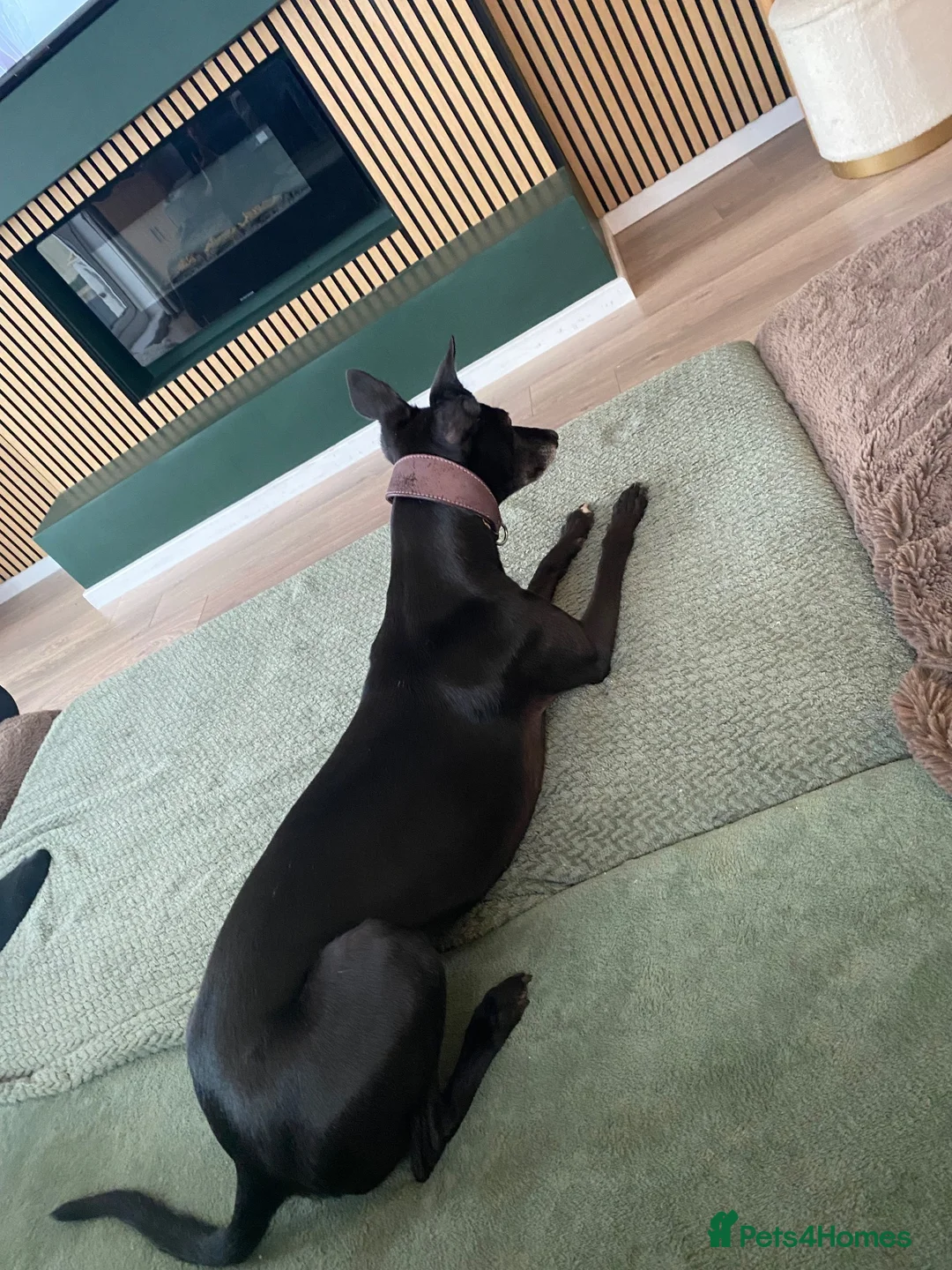 Whippet dogs for sale: 3 year old Whippet in Halifax - Advert 5