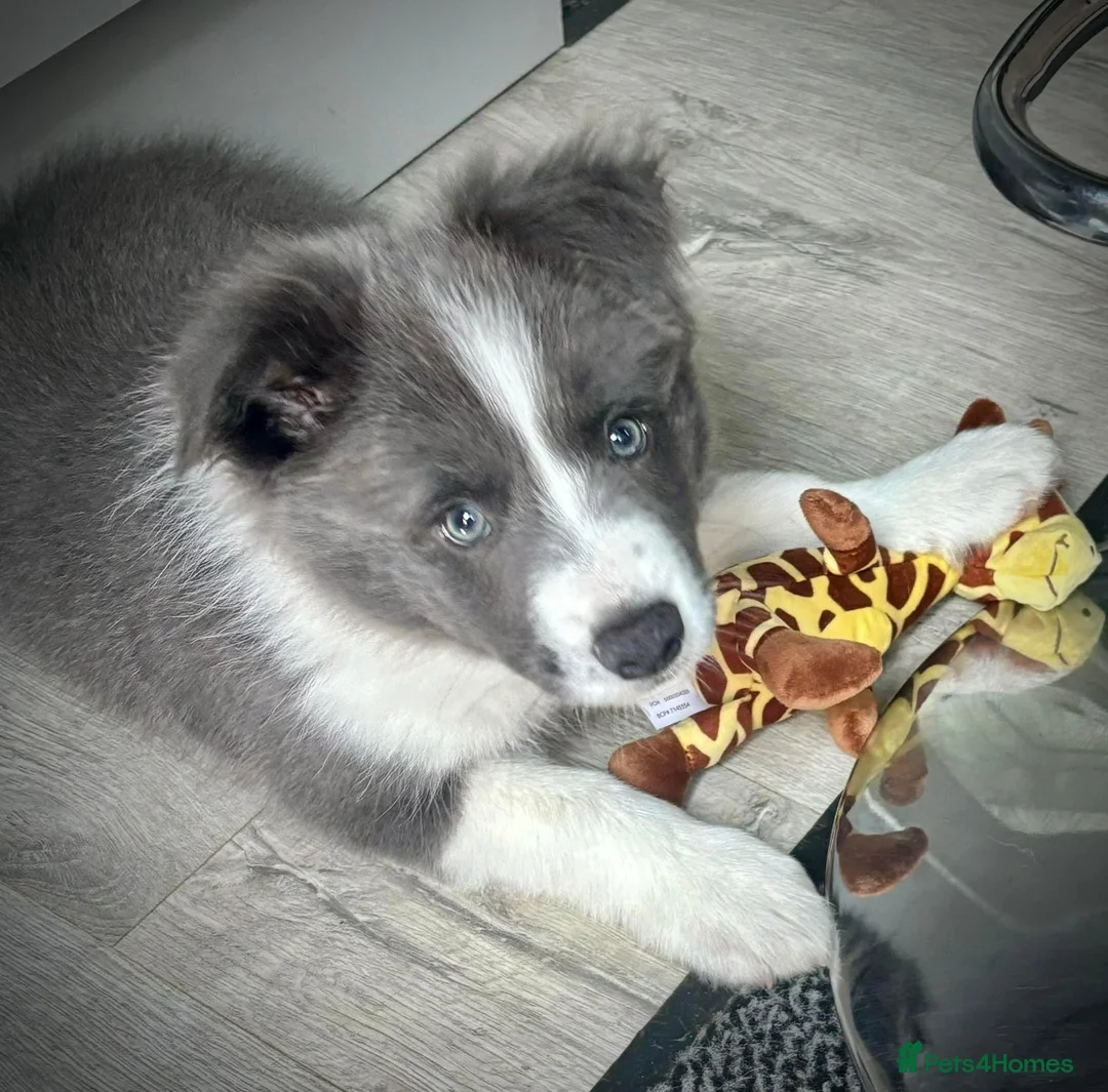 Border Collie dogs for stud: For stud. KC reg and proven.  in Brierley Hill - Advert 12