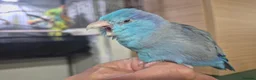 Parrots birds for sale: Parrotlet Male - Advert 4