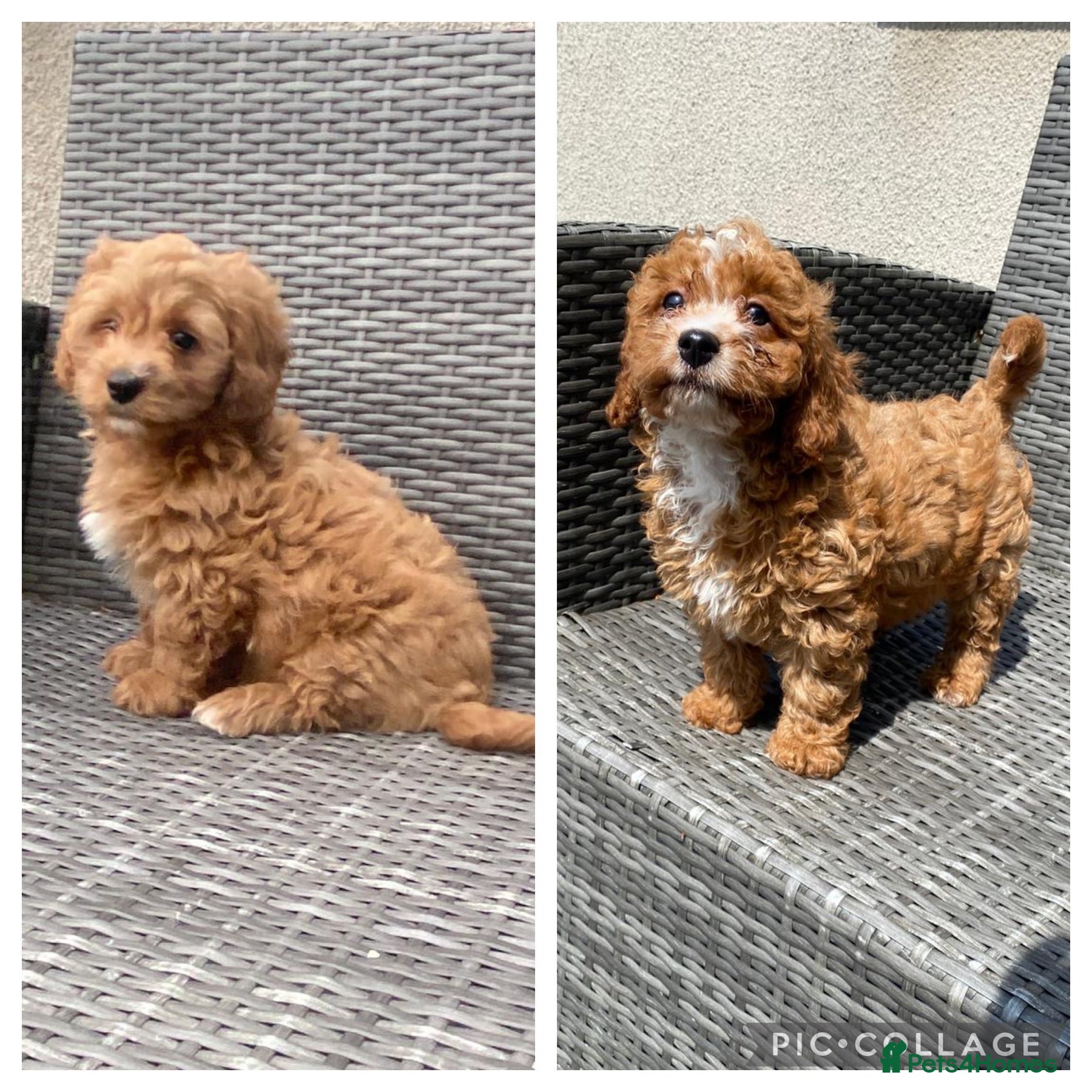 Cavapoochon dogs Beautiful Cavapoochon pups For Sale READY NOW - Advert 1