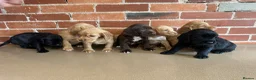 Cockerdor dogs for sale: Cockerdor puppies - Advert 18