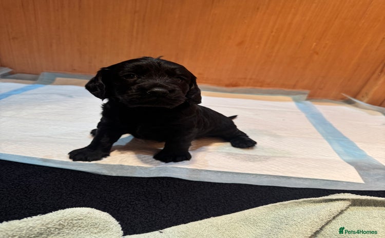 Cockapoo dogs - Advert 7