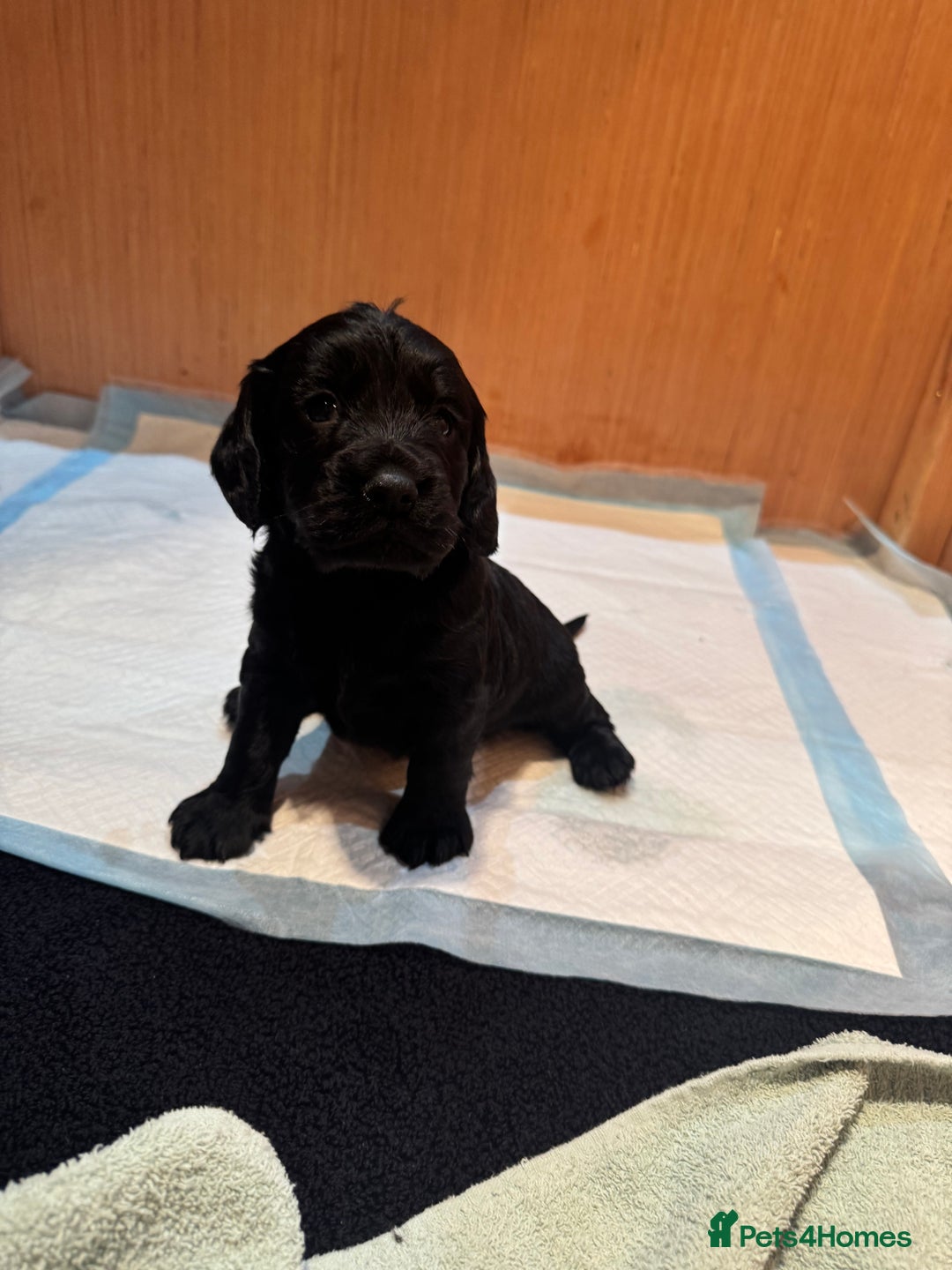 Cockapoo dogs for sale: Beautiful black F1B cockapoo boy ready next week  - Advert 14