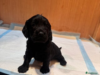 Cockapoo dogs - Advert 29