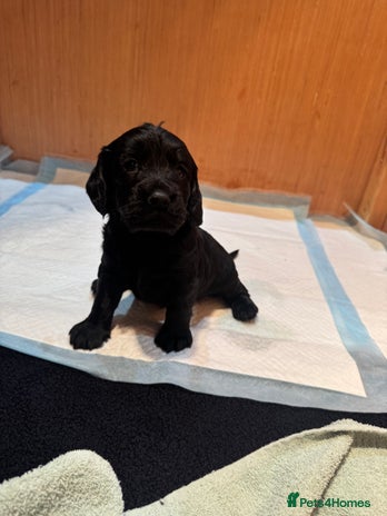 Cockapoo dogs - Advert 7