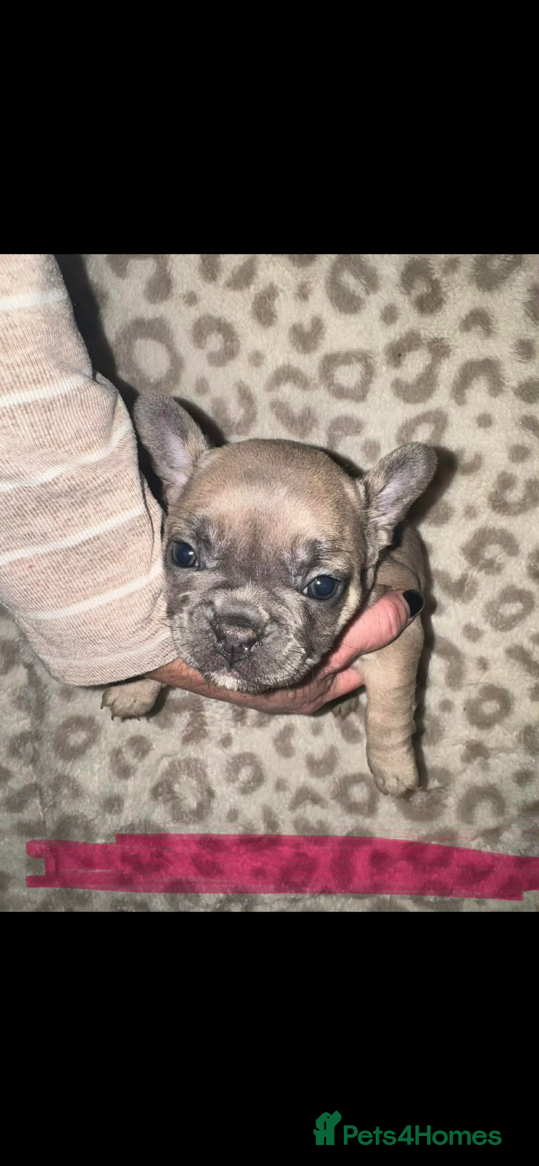 French Bulldog dogs for sale: Frenchies - Advert 4