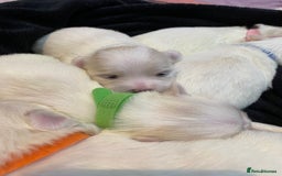 Maltese dogs for sale: Gorgeous pure white Maltese puppies! - Image 12