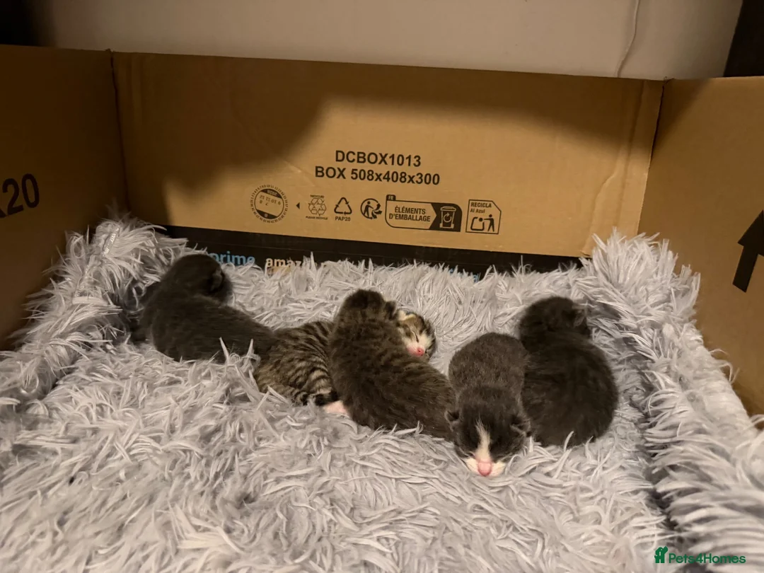 Mixed Breed cats for sale: Maine coone kittens 🐈‍⬛  - Advert 2