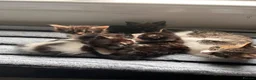 Mixed Breed cats for sale: We tabby babys - Advert 2