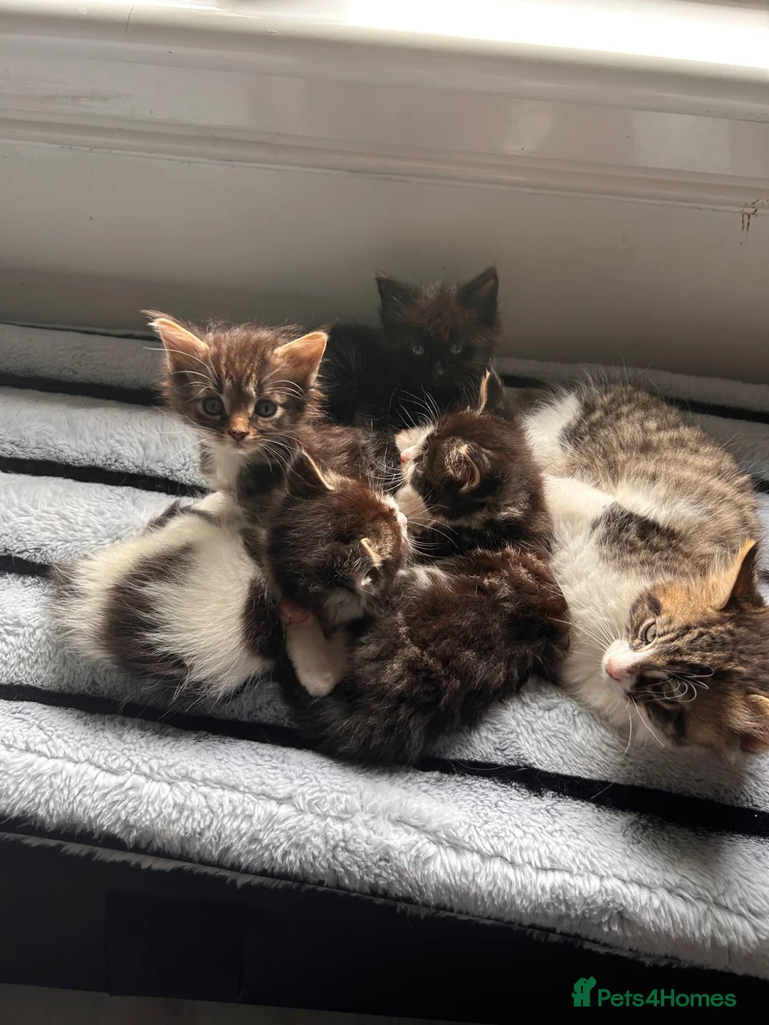 Mixed Breed cats for sale: We tabby babys - Advert 2