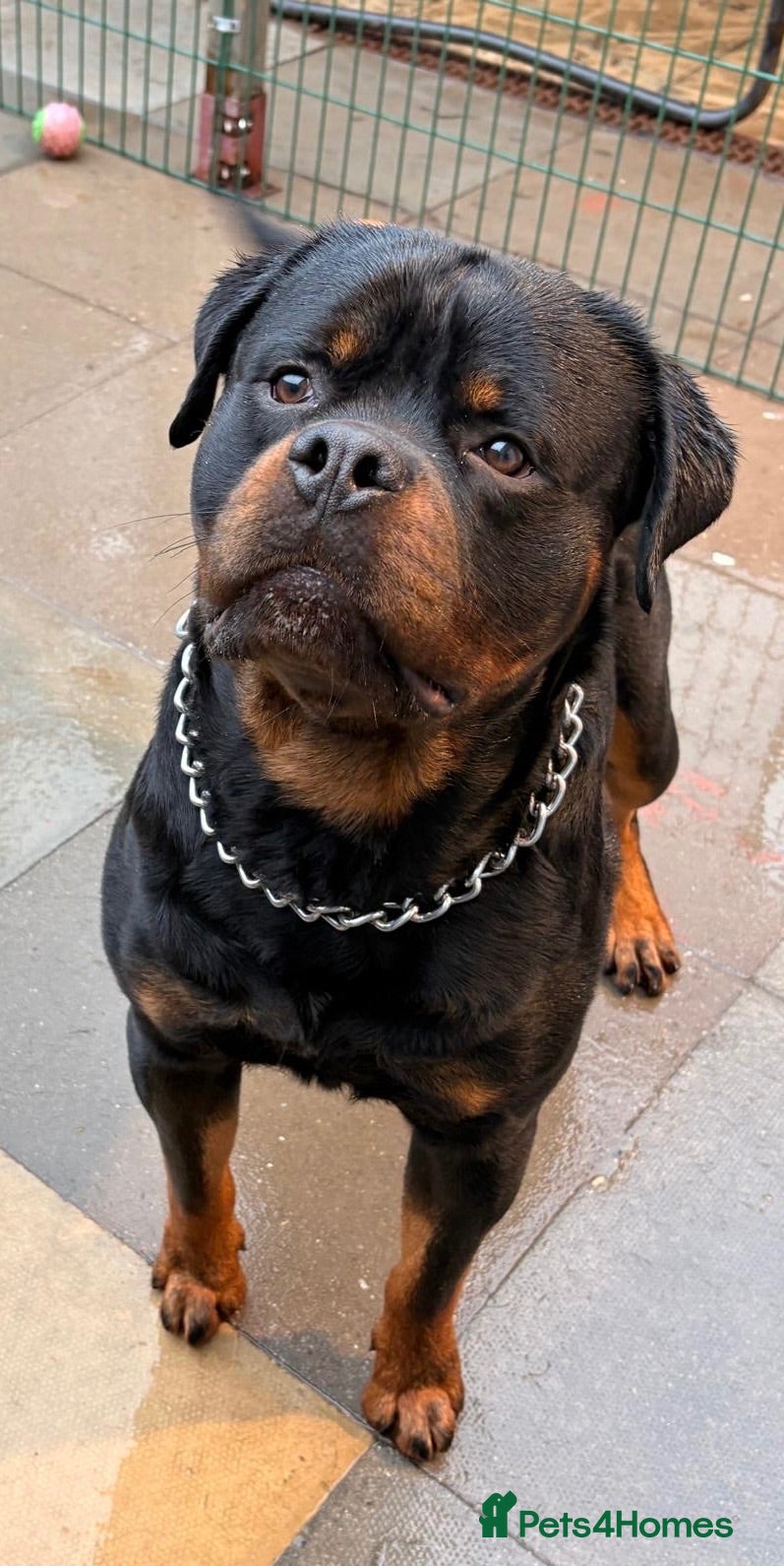 Rottweiler dogs KC REGISTERED HEALTH TESTED  - Advert 2