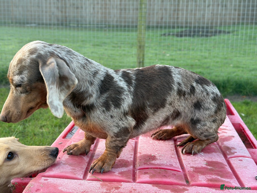 Miniature Dachshund dogs for sale: Dapple mini girl  - Advert 1