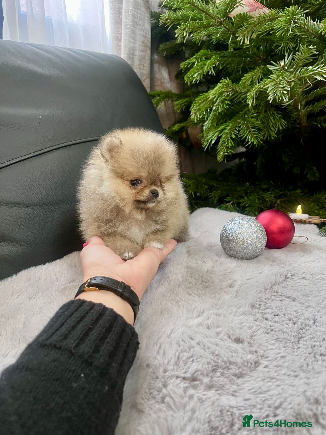 Pomeranian dogs for sale: 🔥Very Small 500gr.at 8weeks🐻Teddy Bear   - Advert 6