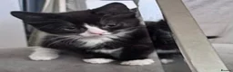 Mixed Breed cats for sale: Kittens  - Advert 10