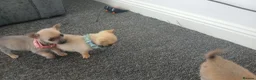 Chihuahua dogs for sale: Beautiful  chihuahua  puppies  - Advert 4