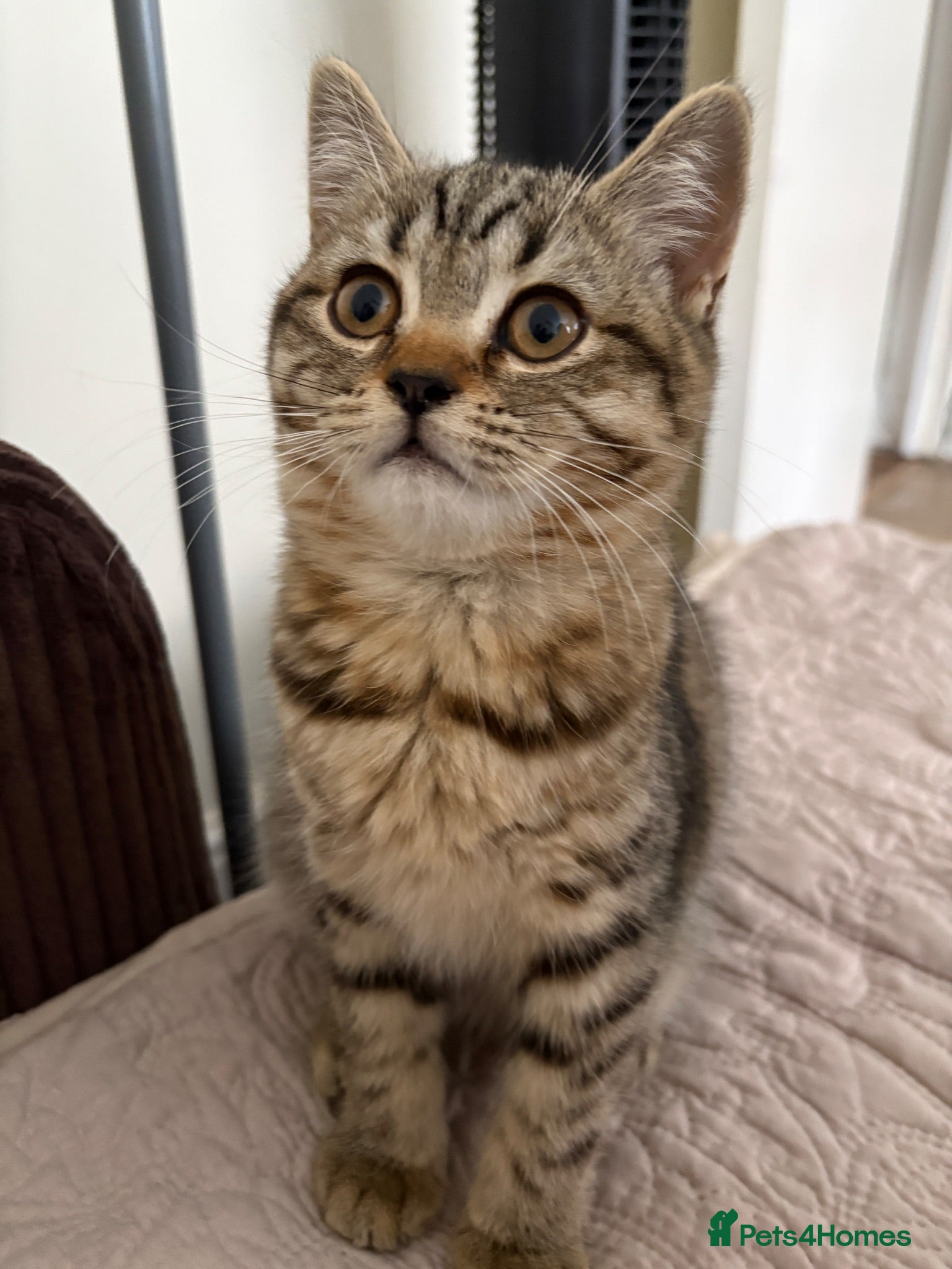British Shorthair cats British shorthair tabby chocolate  - Advert 11