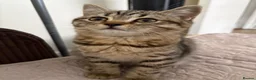 British Shorthair cats for sale: British shorthair tabby chocolate  - Advert 1