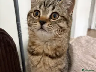 British Shorthair cats British shorthair tabby chocolate - Advert 4