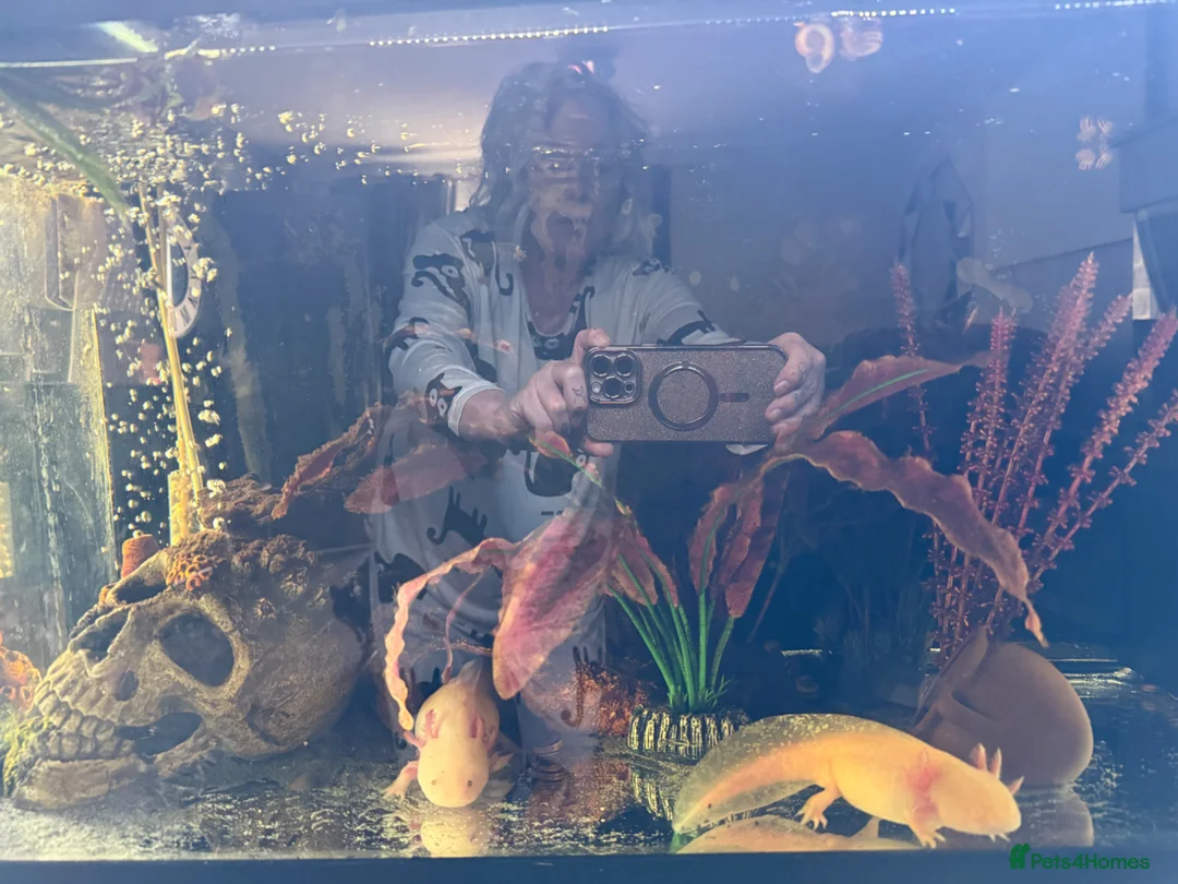 Axolotl reptiles for sale: Two male axolotls  in Chesterfield - Advert 2