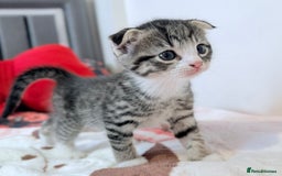 Scottish Fold cats for sale: Scottish fold mix with tabby .  - Image 29