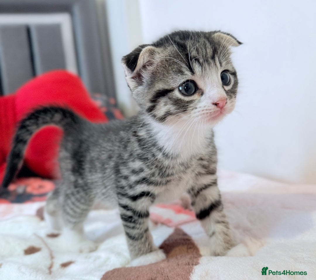 Scottish Fold cats for sale: Scottish fold mix with tabby .  - Image 29